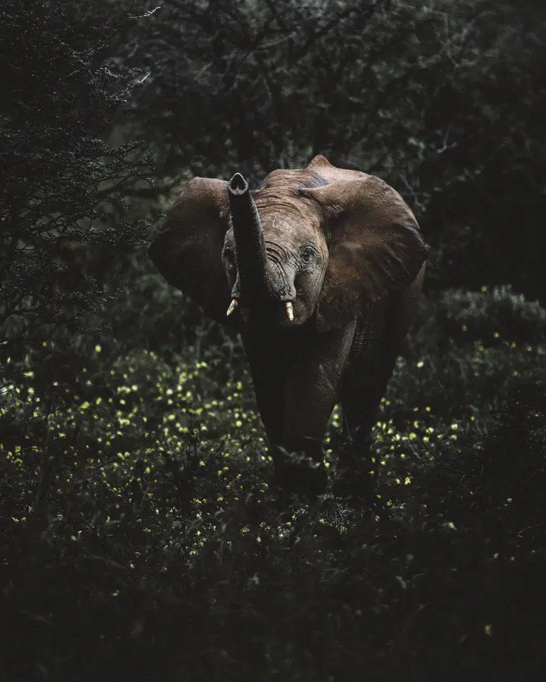 Africa