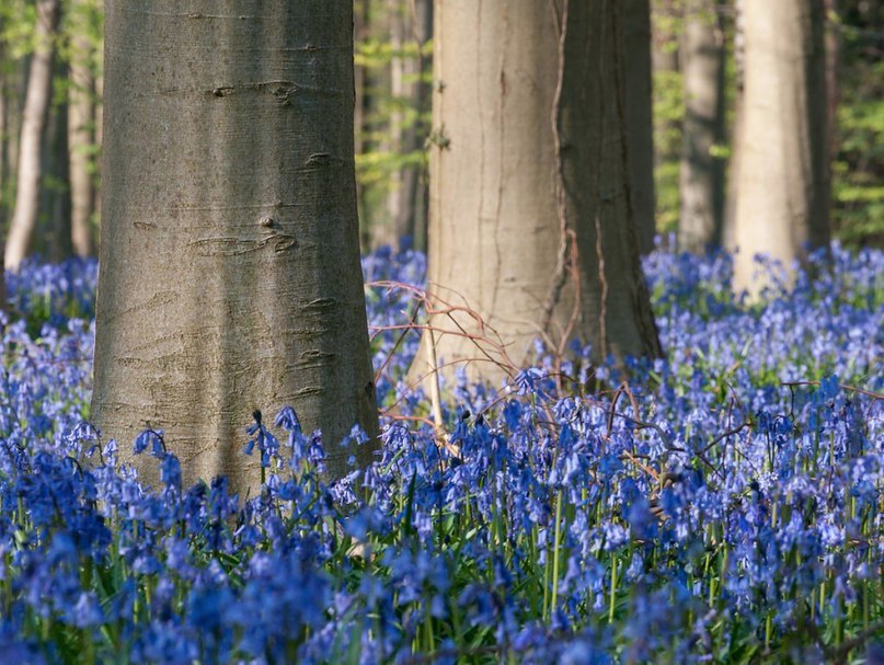 Халлербос - синій ліс в Бельгії.