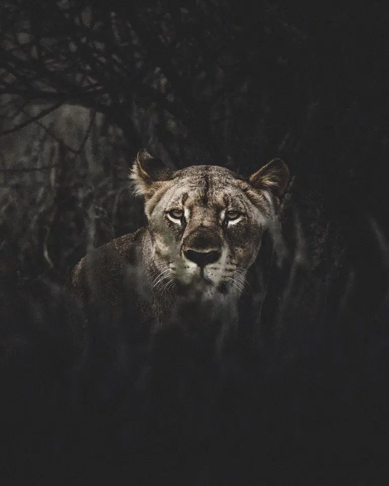 Africa
