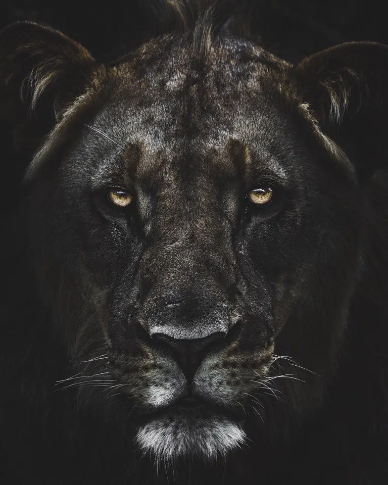 Africa