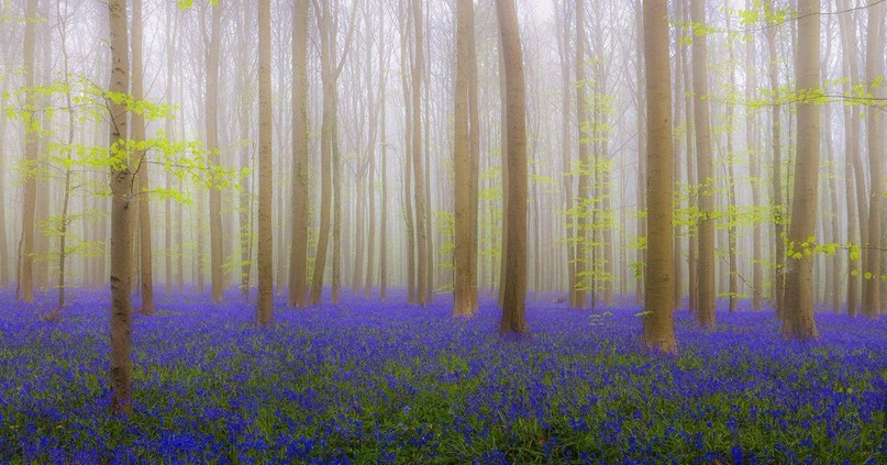 Халлербос – синий лес в Бельгии. 