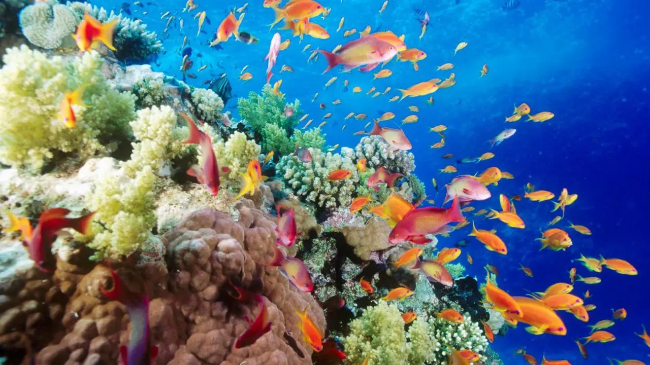 The Red Sea is the youngest, the most salty, the most beautiful and the richest.