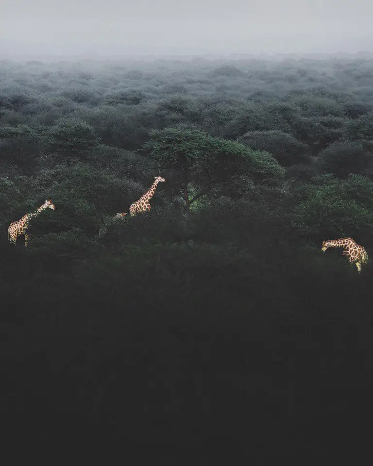 Africa