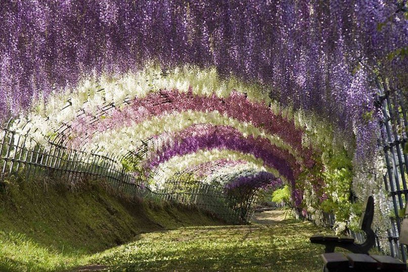 Квітковий тунель в Японії