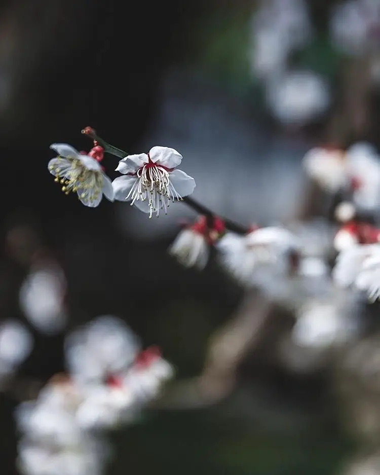 Kyoto, Japan