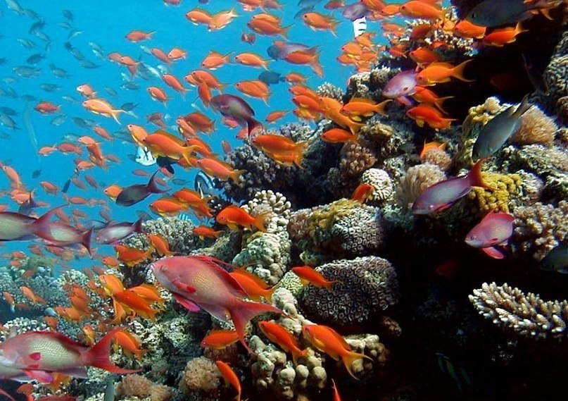 Красное море — самое молодое, самое соленое, самое красивое и самое богатое.