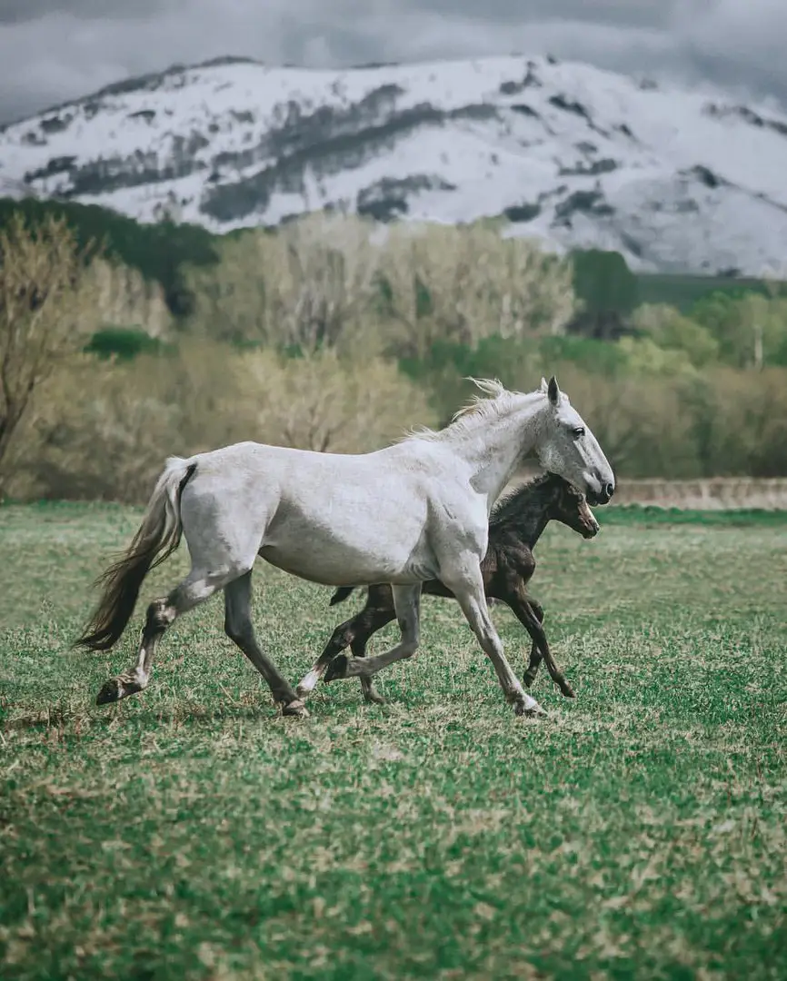 Алтай