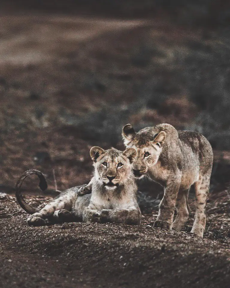 Africa