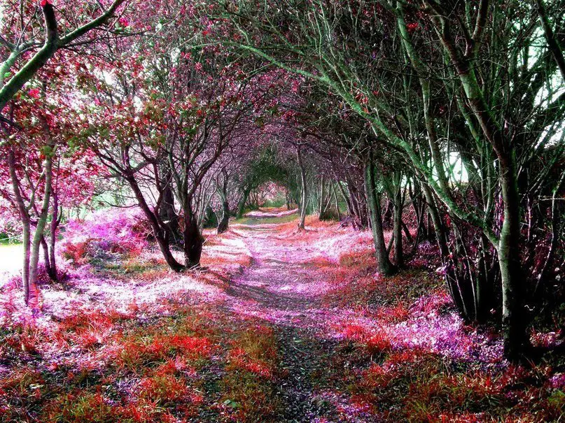 Spain is buried in flowers