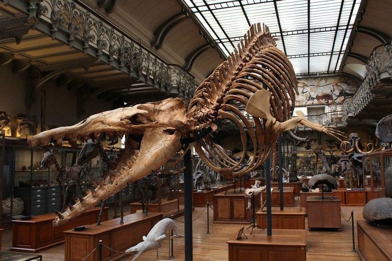 Музей палеонтологии в Париже