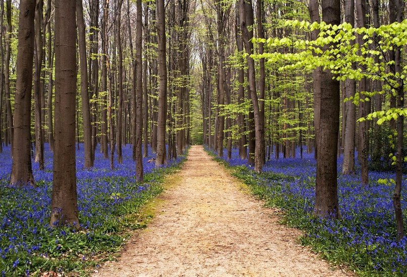 Халлербос – синий лес в Бельгии. 