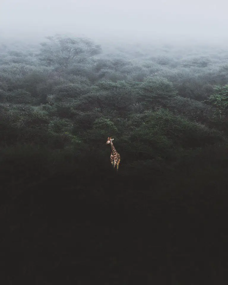 Africa