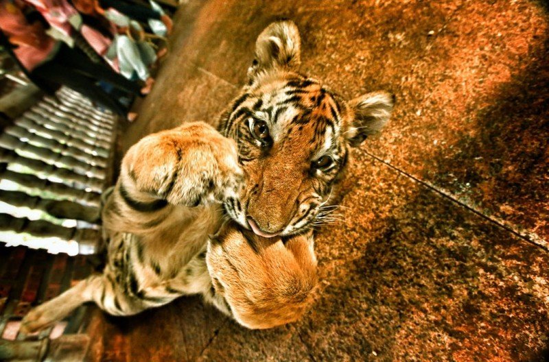 В монастыре Ват Па Луангта Буа Янасампанно на западе Таиланда живут тигры, которые стали настолько домашними, что ведут себя как кошки
