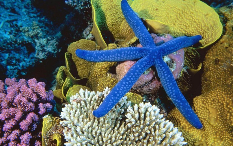Great Barrier Reef. Australia