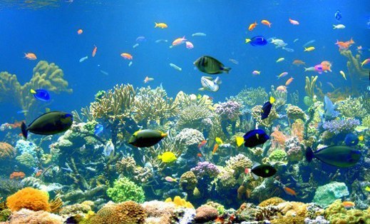 Большой Барьерный риф. Австралия