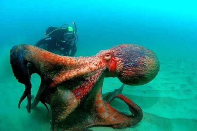 The thawing power in the depths of the ocean