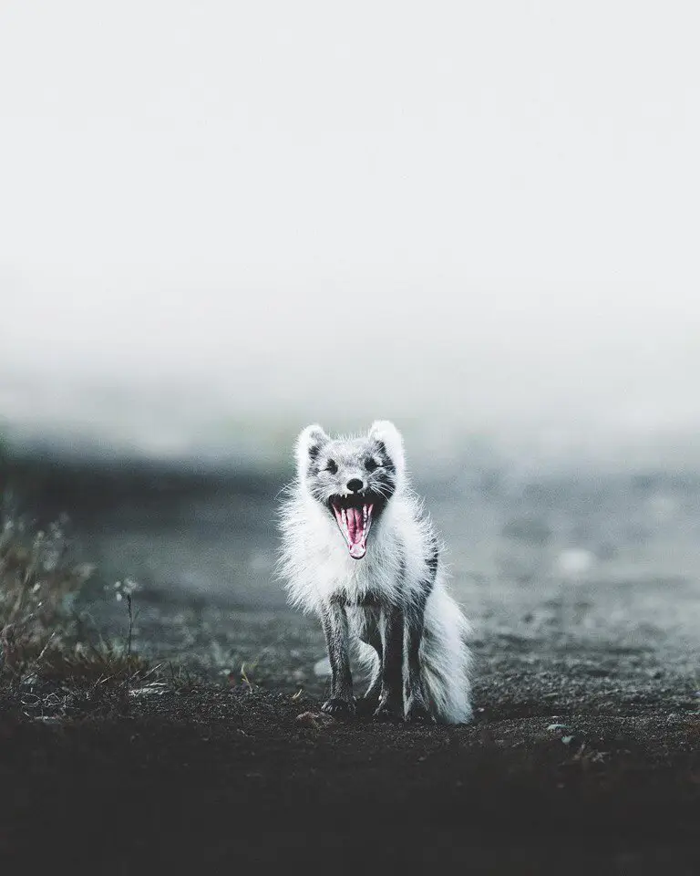 Iceland