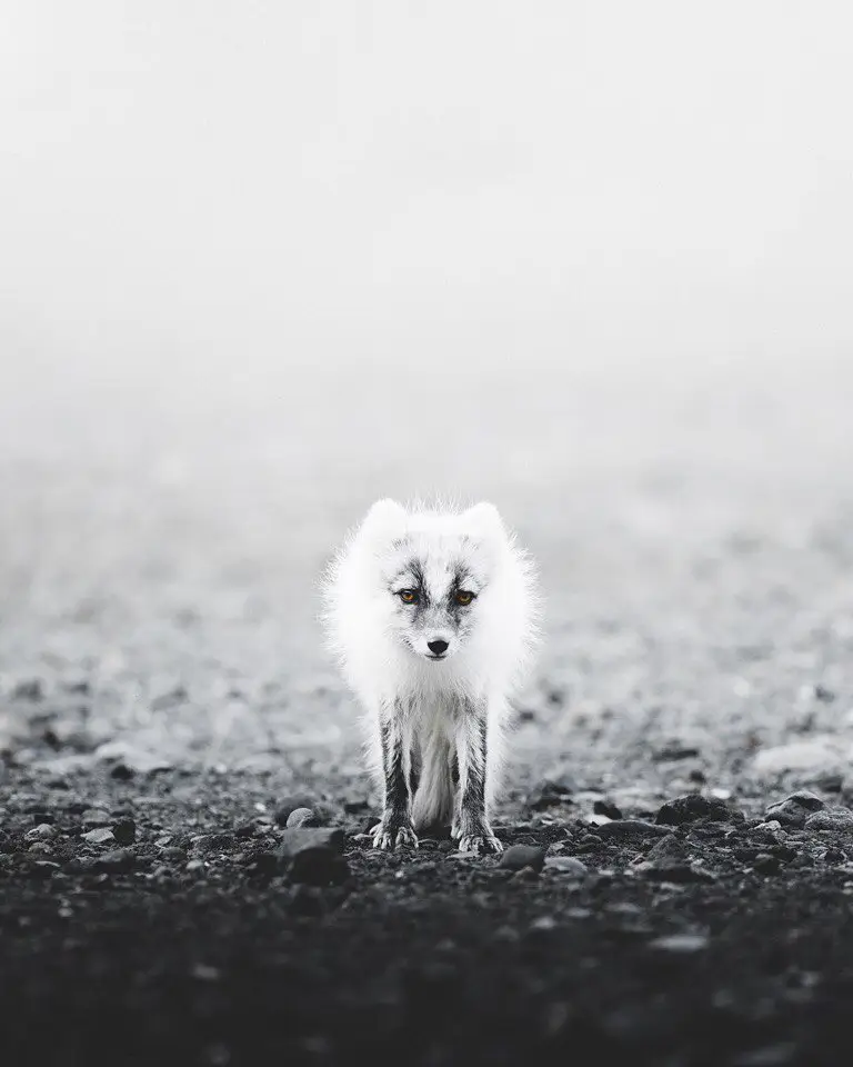 Iceland