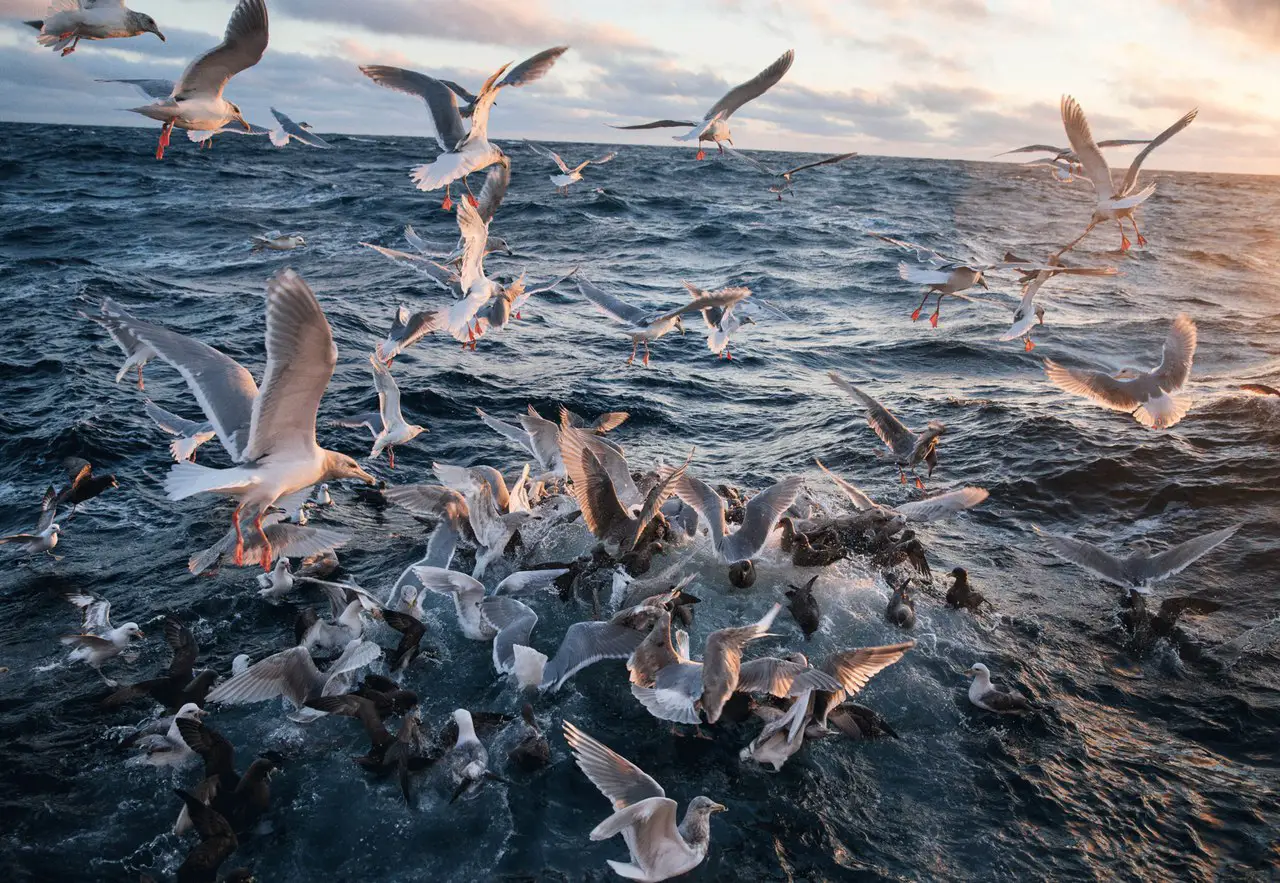 Берингово море