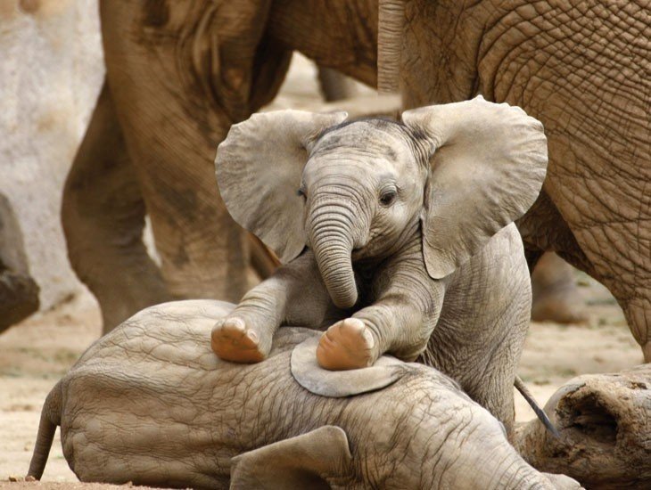 Слоны - единственные животные, у которых есть ритуал захоронения