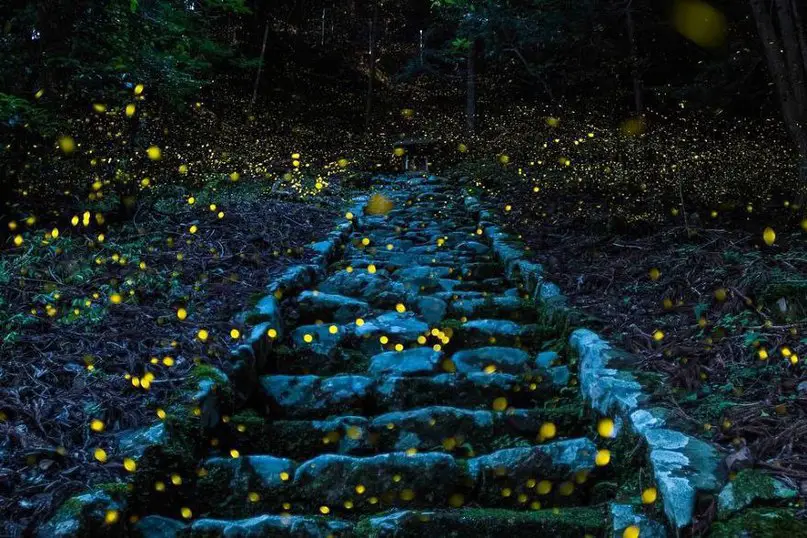 Десятка лучших фотографий природы 2017 года по версии National Geographic