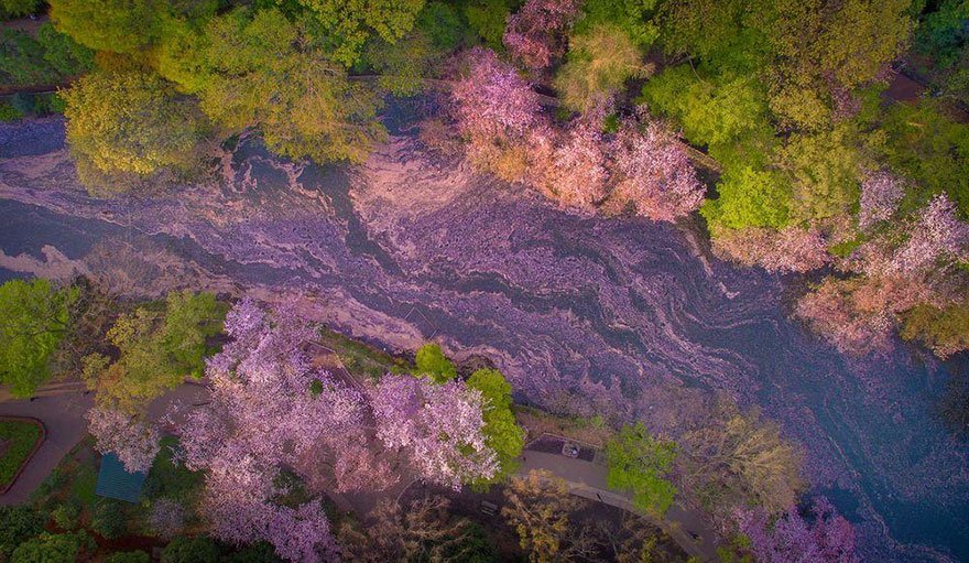 Озеро во время цветения сакуры, парка Инокасира, Токио 