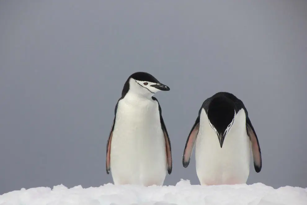 Необычный конкурс Comedy Wildlife Photography Awards 2017