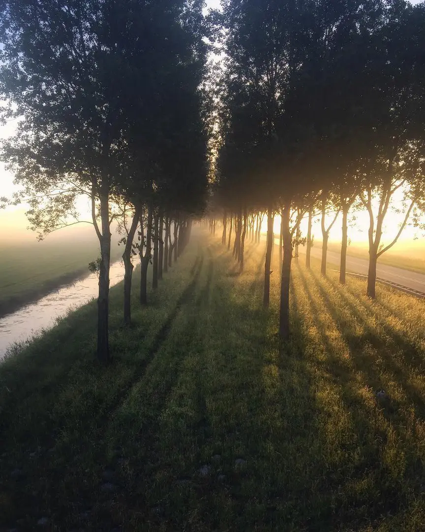 North Hollandvlinderlin