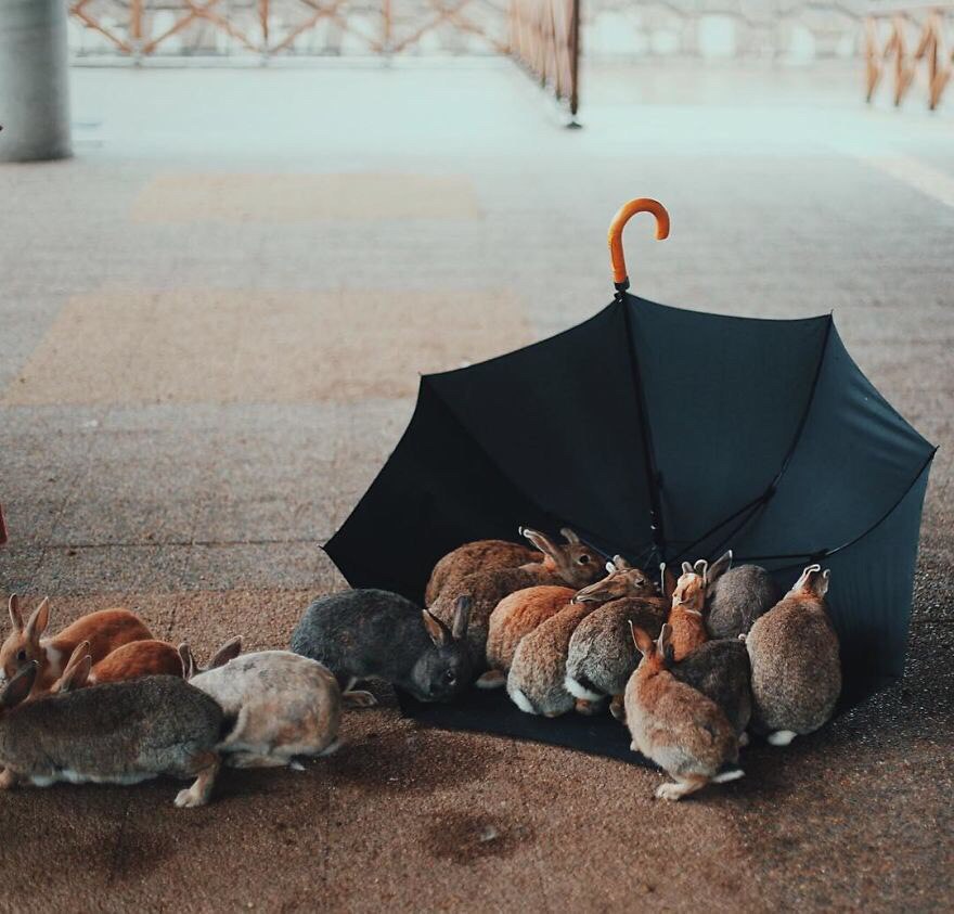 Okunoshima is an island of rabbits in Japan.