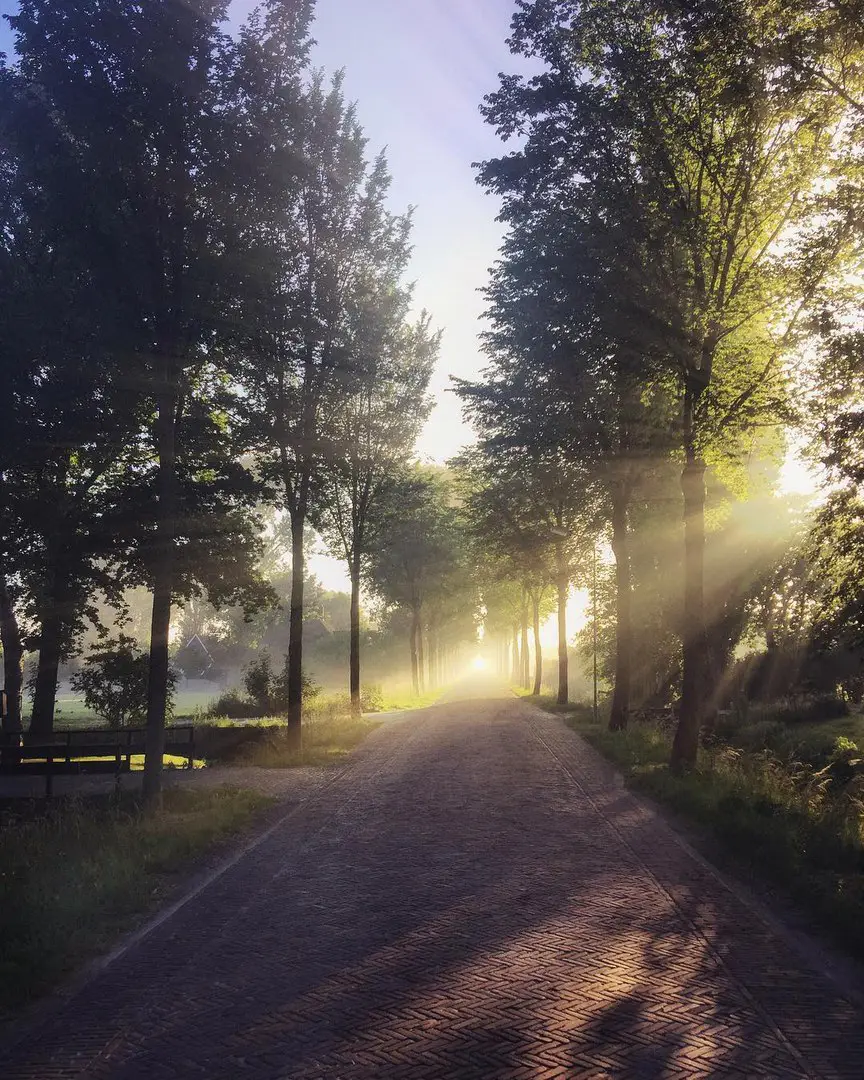North Hollandvlinderlin