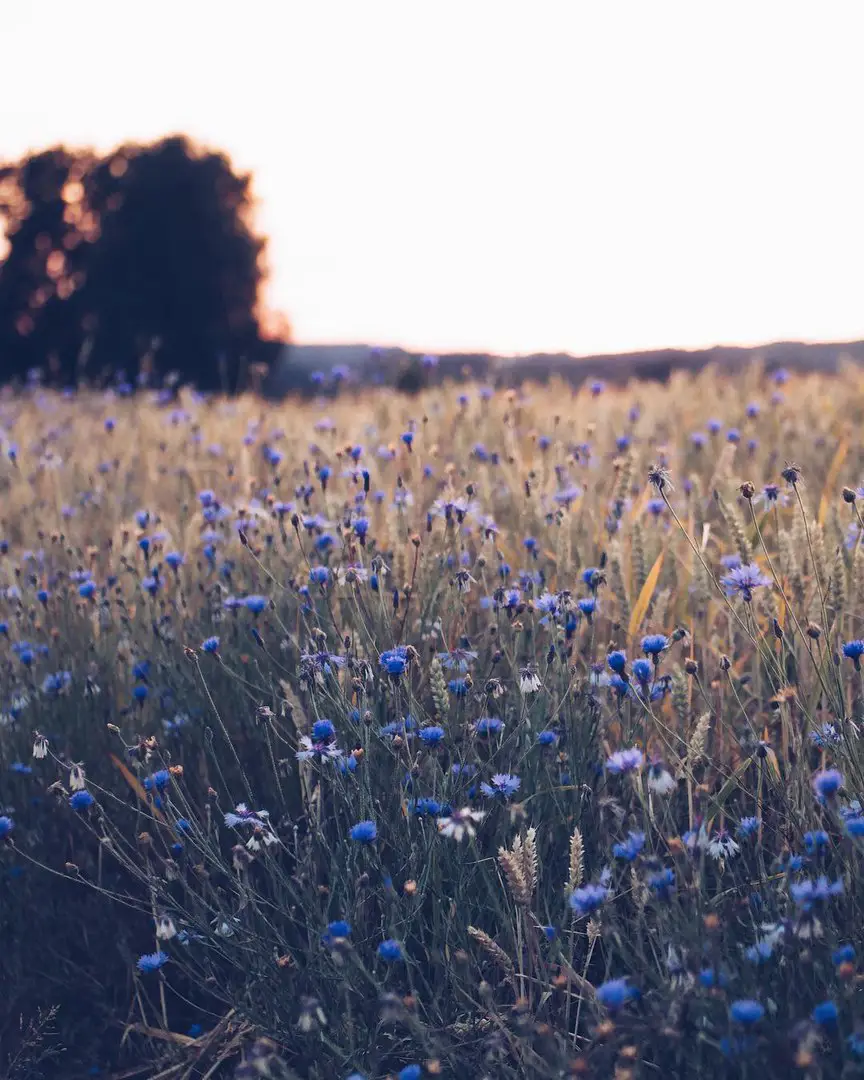 Flowers by Hege Studsrud