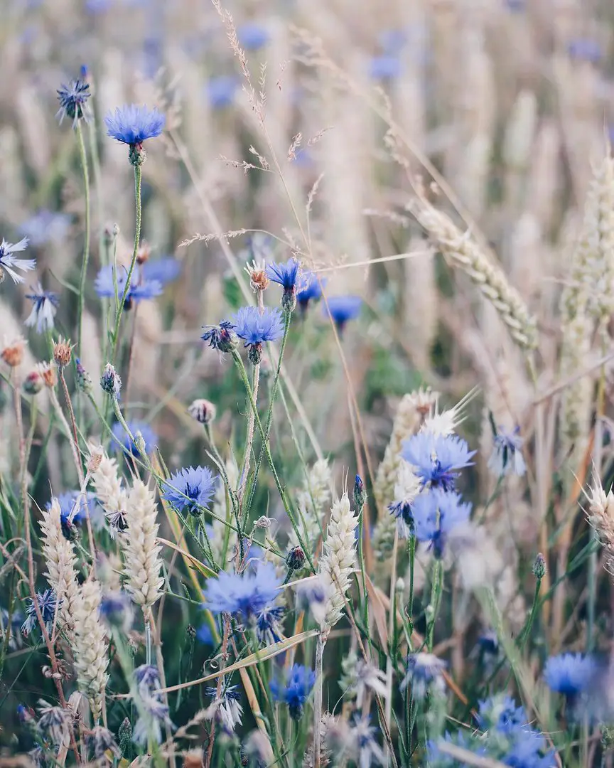 Flowers by Hege Studsrud