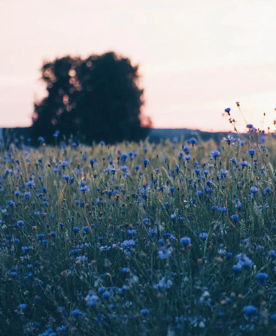 Flowers by Hege Studsrud