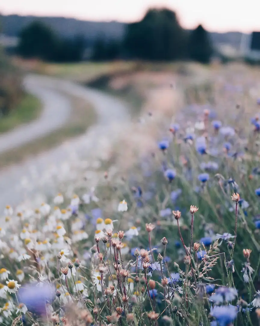 Flowers by Hege Studsrud