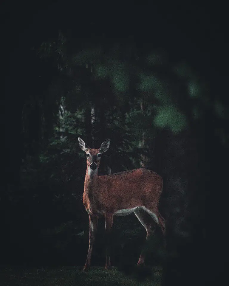 Finland