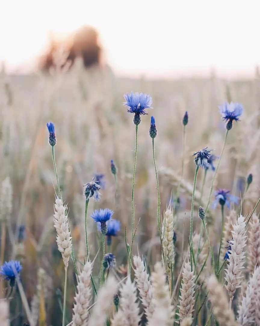 Flowers by Hege Studsrud