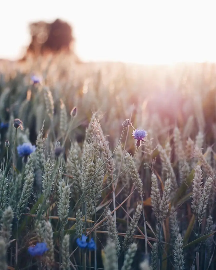 Flowers by Hege Studsrud