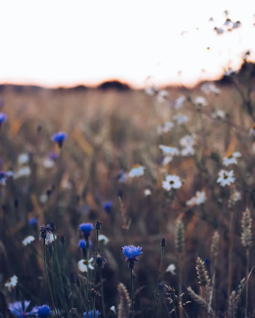 Flowers by Hege Studsrud