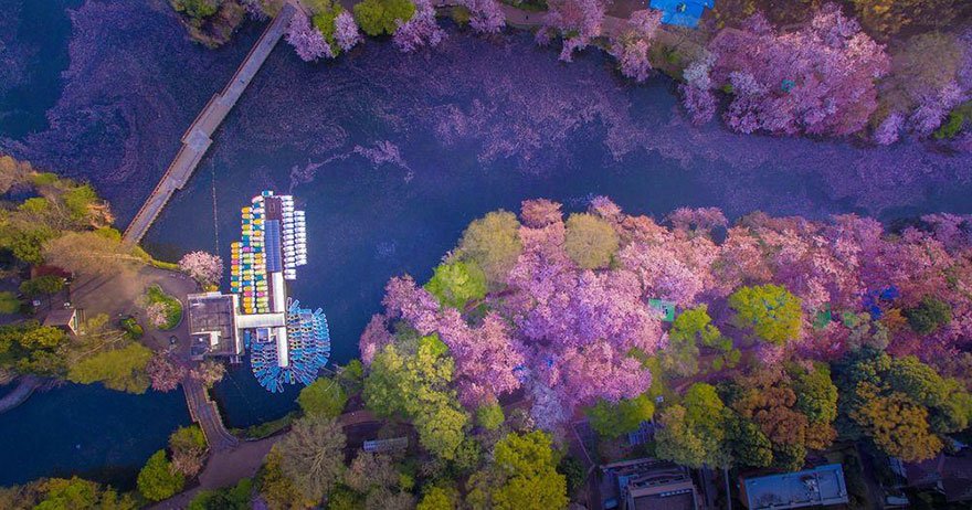 Озеро во время цветения сакуры, парка Инокасира, Токио 