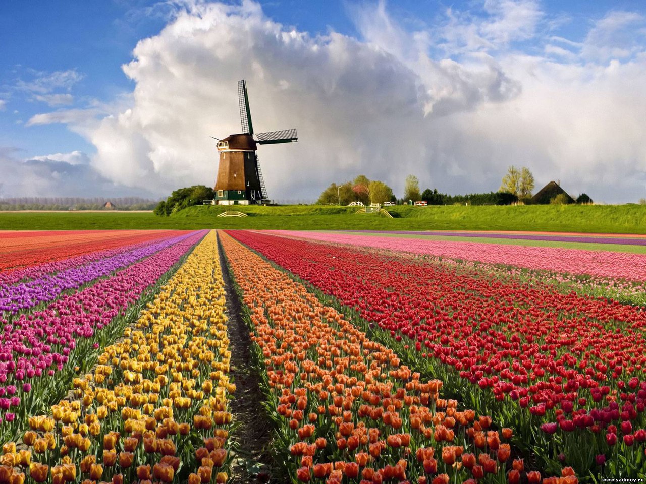 Поля тюльпанів, Нідерланди