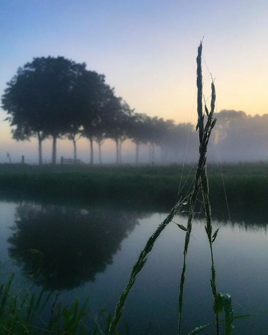 North Hollandvlinderlin