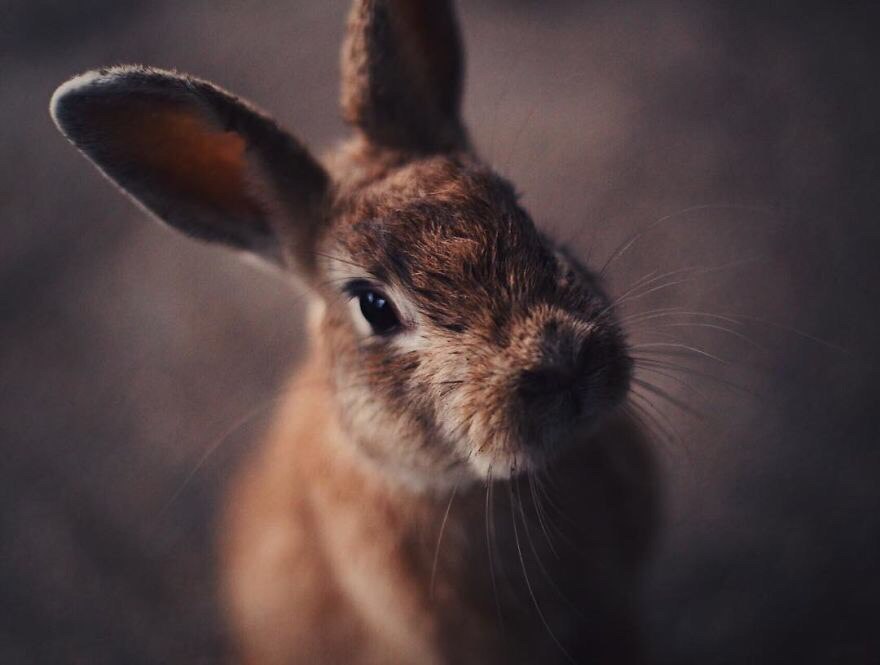 Окуносима - остров кроликов в Японии.