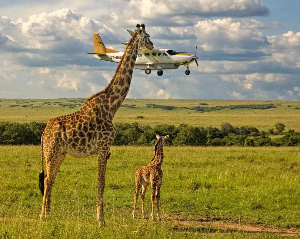 Необычный конкурс Comedy Wildlife Photography Awards 2017