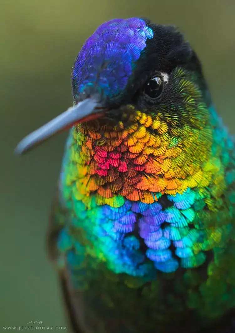 Kolibri
