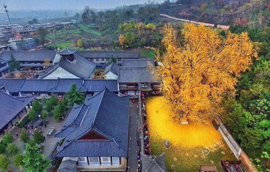 Золотое дерево гинкго, Китай. Настоящее осеннее дерево