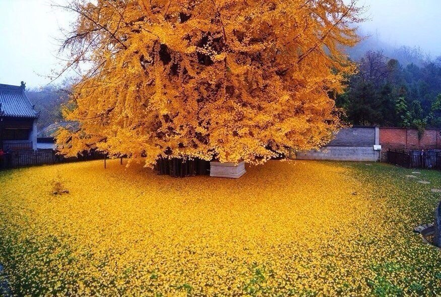 Golden tree ginkgo, China. The real autumn tree