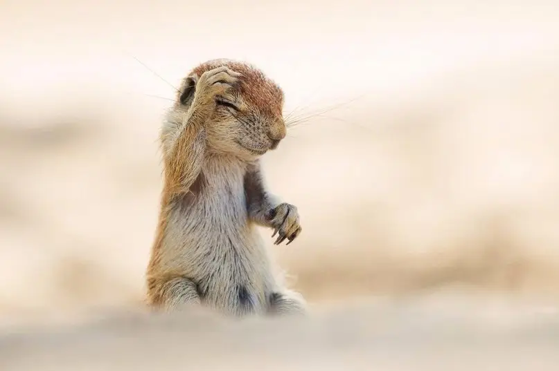 Победители конкурса Comedy Wildlife Photography Award 2017