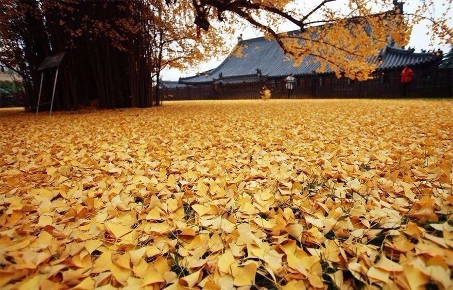 Золотое дерево гинкго, Китай. Настоящее осеннее дерево