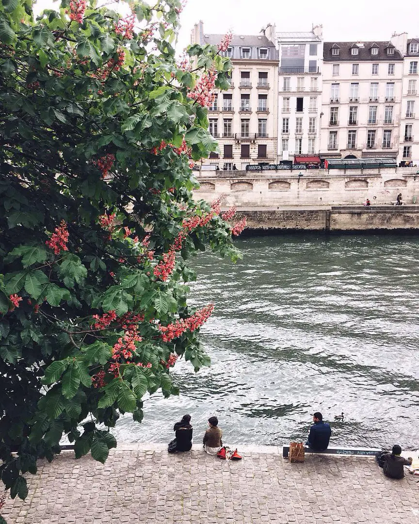 Blossoming Paris