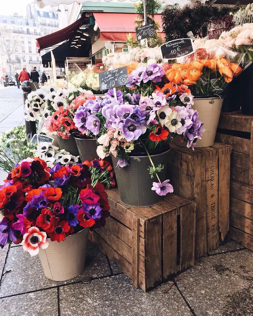 Blossoming Paris